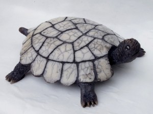 tortue2