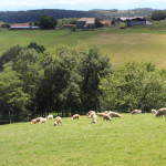 ovins en paturage à Gensac de Boulogne