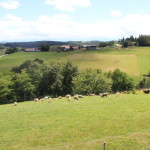 Prairies à Gensac de Boulogne