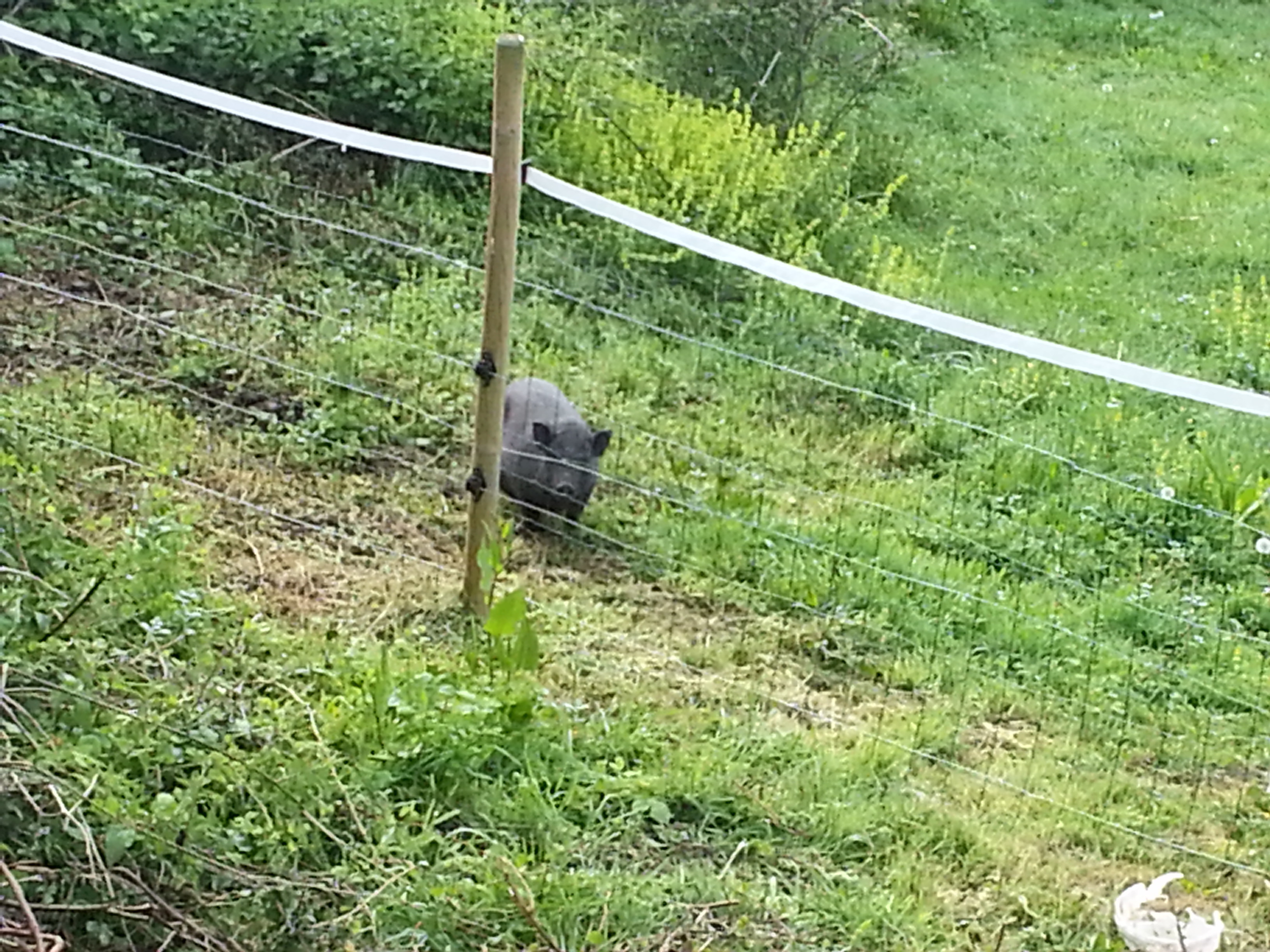 Rosette est revenue …